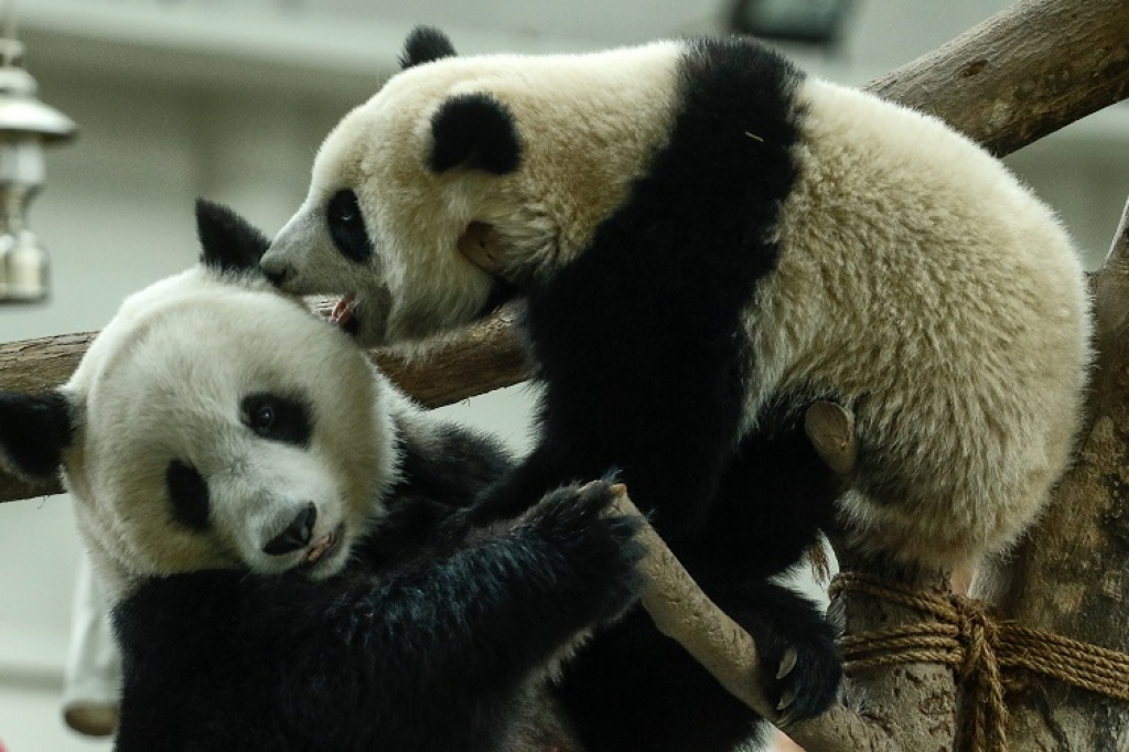 Lielā panda vairs nav apdraudēto dzīvnieku sugu sarakstā
