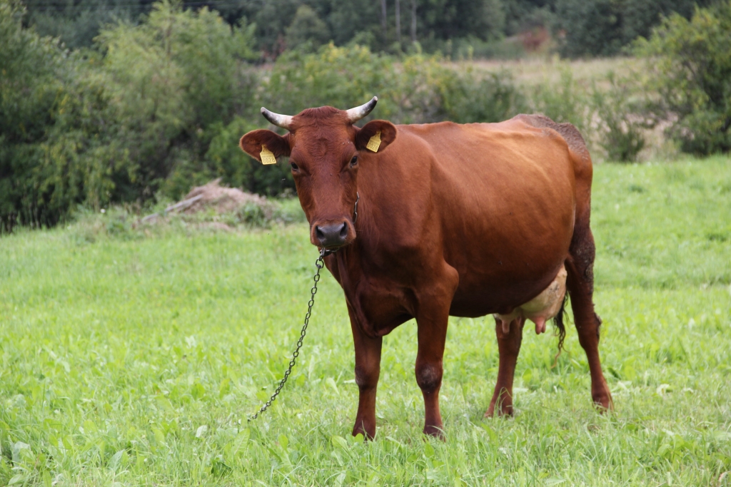Novada piensaimnieki nedomā samazināt piena ražošanu