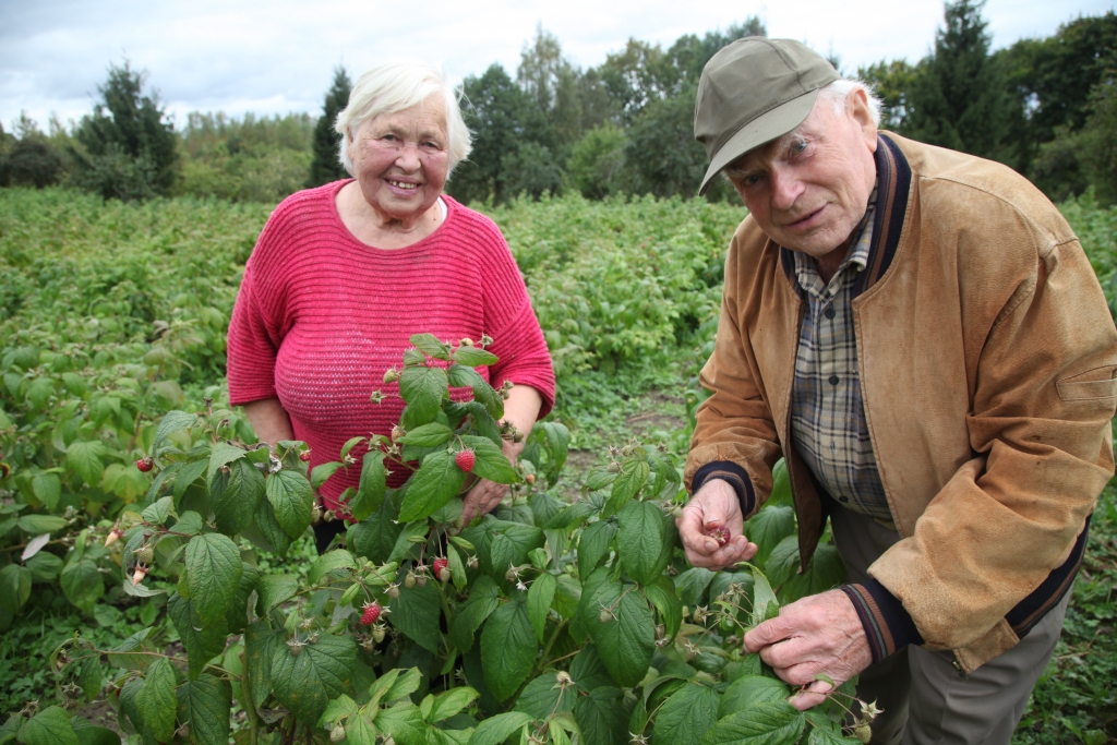 Rudens karalienes - avenes