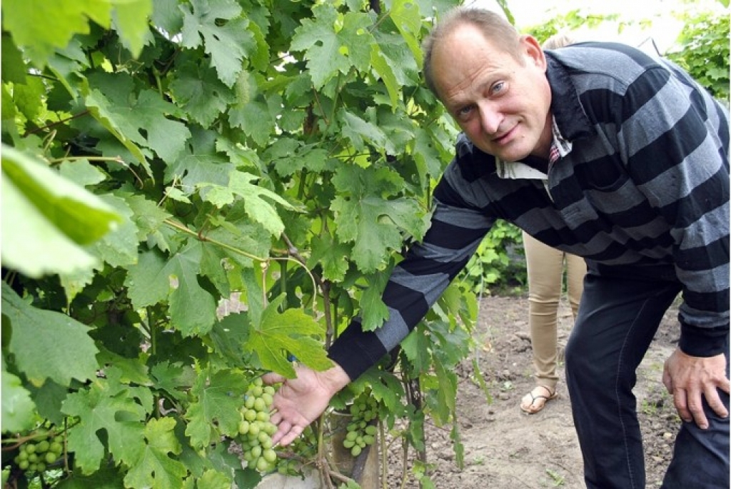 Bauskas pusē darīts vīns konkursā ieguvis pirmo vietu