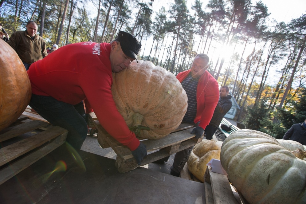 Ķirbju audzētāji vēl var pieteikties 11. „Latvijas lielākā ķirbja čempionātam”