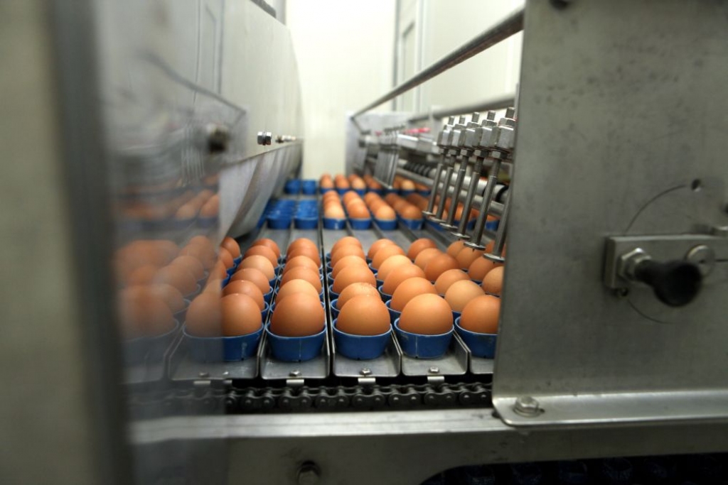 Balticovo: ārpus sprostiem dējušu vistu olas pērk ļoti maz
