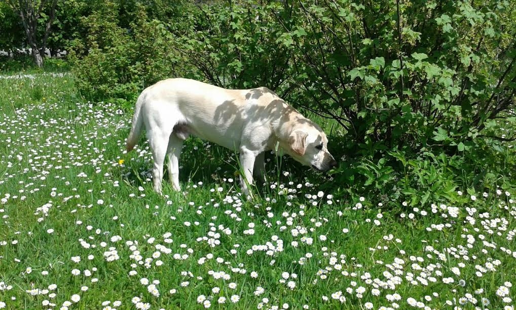 Gulbenē pazudis labradors