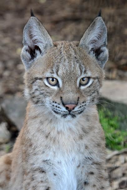 Rīgas zooloģiskais dārzs: Hercogs un Lūsija dosies uz Japānu