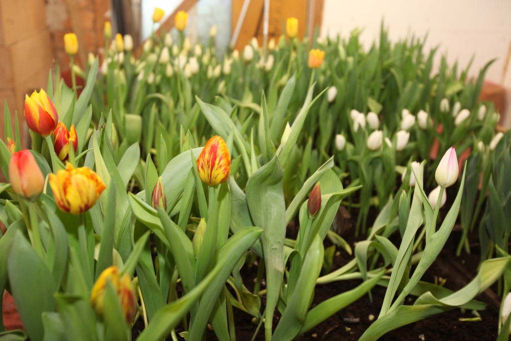 Tulpes piedāvā vietējie audzētāji