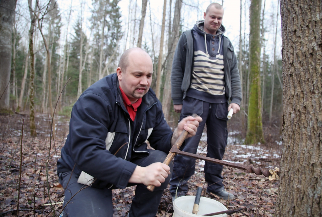 Kļavu sulas garšo pēc pavasara