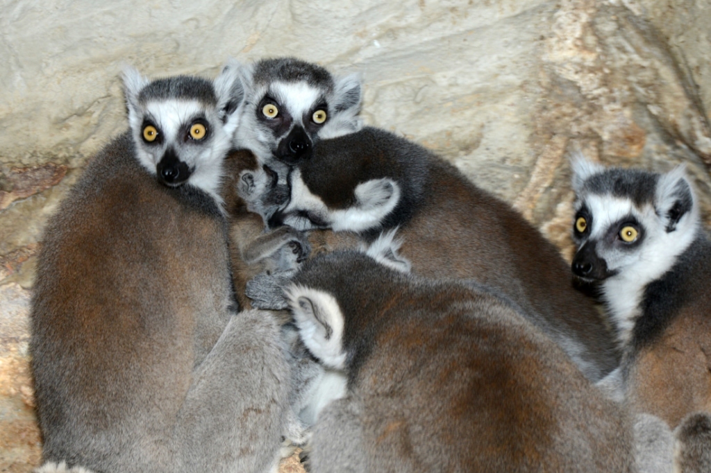 Mazuļu birums Zoodārzā