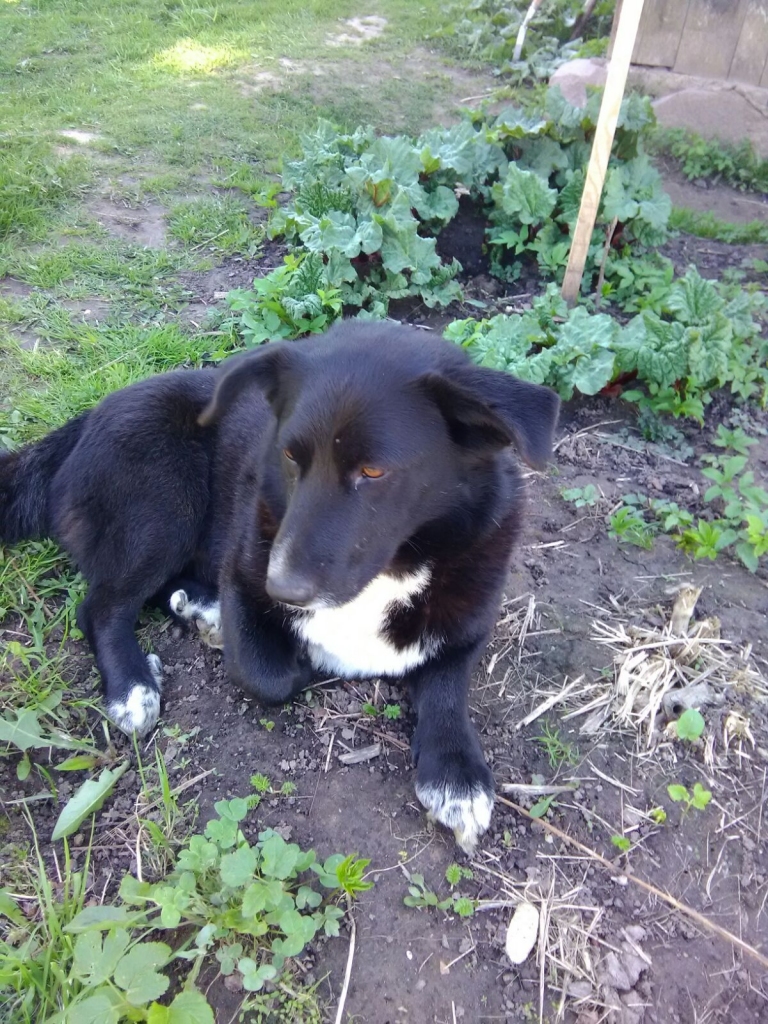 Saimniek, suņu puika tevi gaida