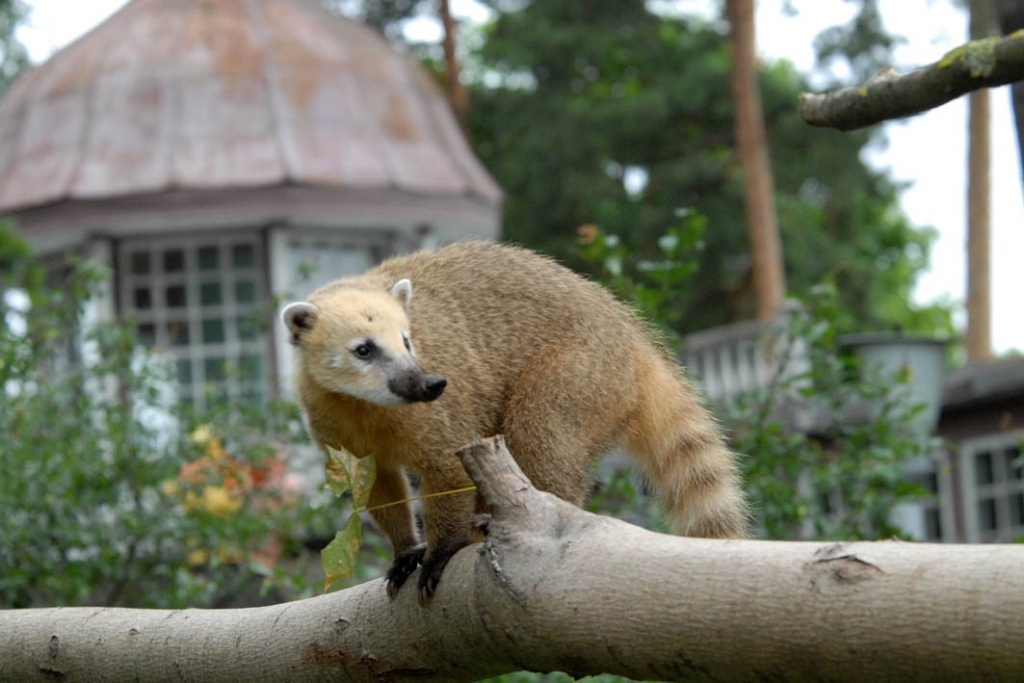 Vēstures nakts Zoodārzā ar papagaiļiem jaunā vasarnīcā