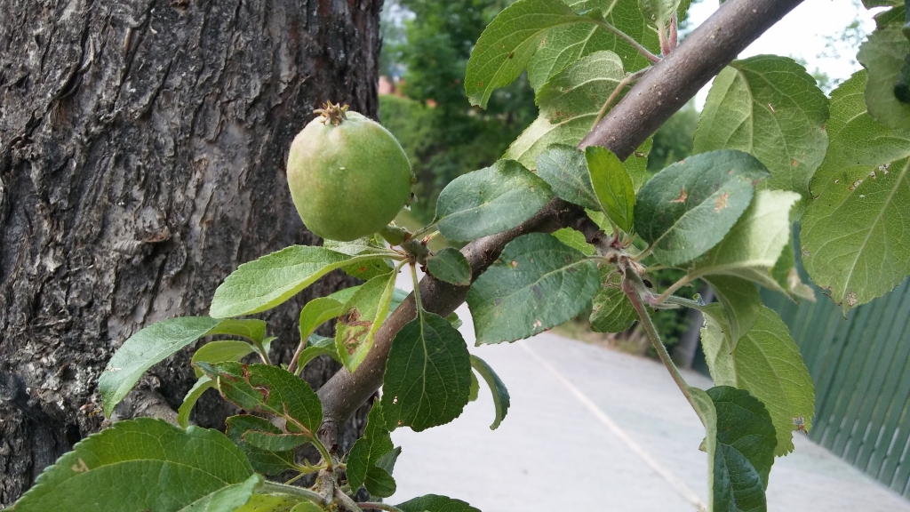 Augļu un ogu dārziem jauna nelaime - sausums