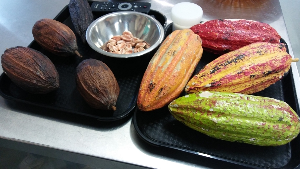 Pūre: kakao pupiņas ceļojums