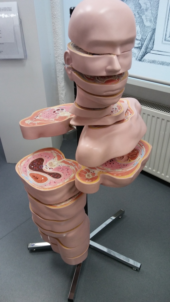 Sasveicināties ar skeletu