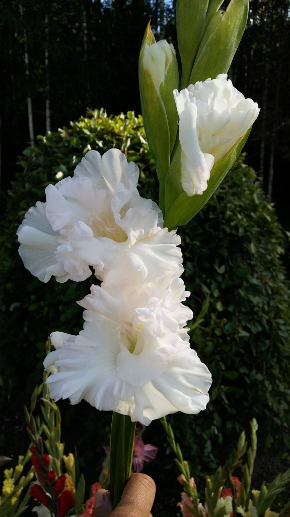 Šovasar gladiolas nozied strauji
