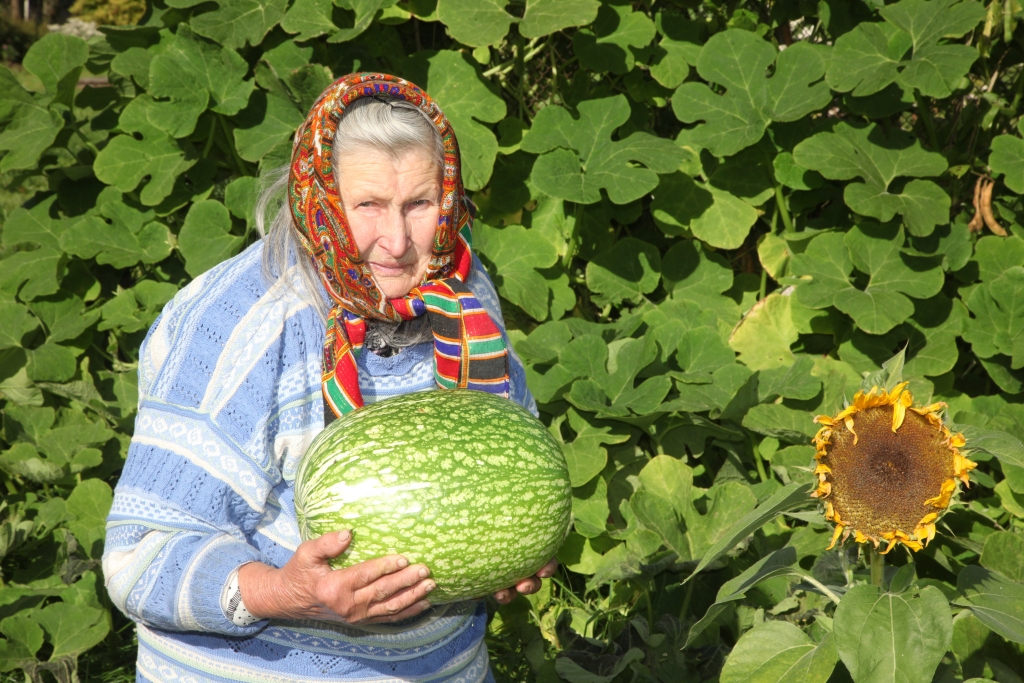 Gaidīja melones, izauga kavbūži