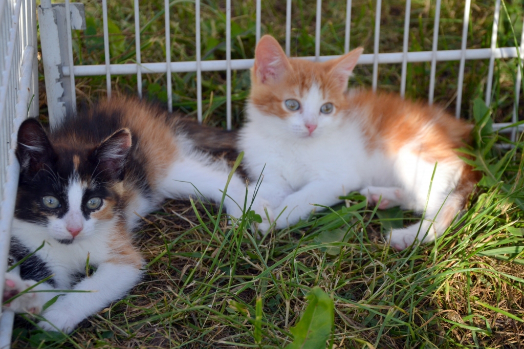Dzīvnieku māja "Astes un Ūsas": kaķēni meklē jaunas mājas