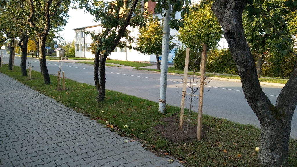 Rīgas ielas malā iestāda Zviedrijas pīlādžus
