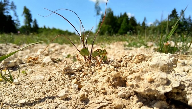 Sausuma dēļ cietušajiem lauksaimniekiem pieejams VID atbalsts nodokļu nomaksas jomā 