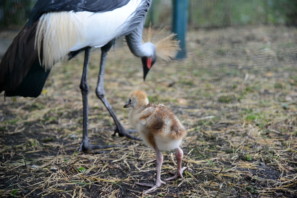 Rīgas Zooloģiskajā dārzā - Dzīvnieku dienas 2018