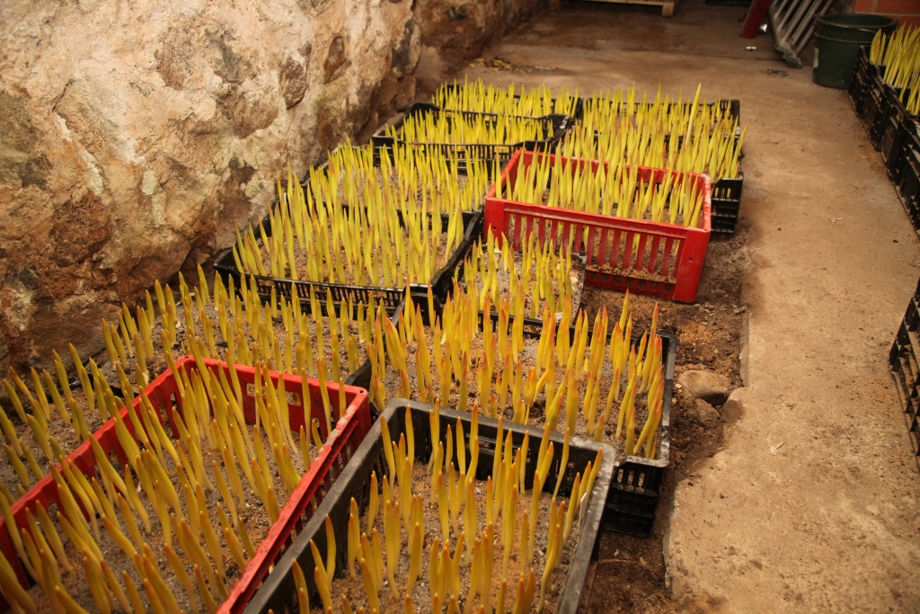 Uzzied pirmās tulpes