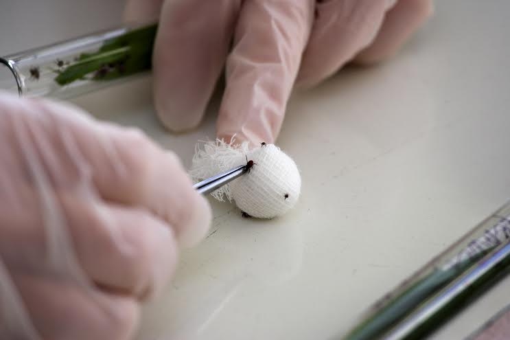 Farmaceite atgādina: Pavasaris tuvojas, pēdējais brīdis sagatavoties ērču sezonai!