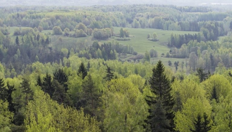 Latvijas un sabiedroto karavīri poligonā piedalās meža stādīšanas talkā
