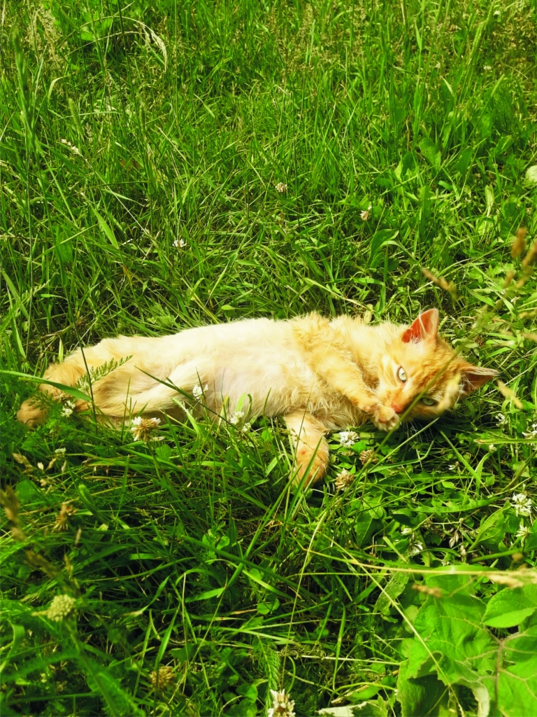 Vēsā mierā