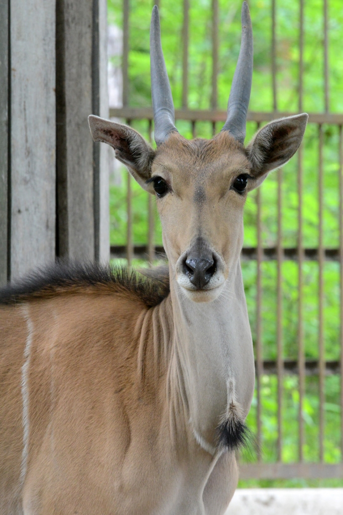 Rīgas Zooloģiskajā dārzā: iejūtas pirmie jaunie “Āfrikas savannas“ iemītnieki