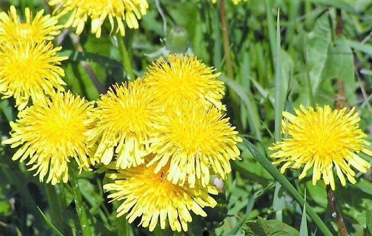 Pienenes sakne