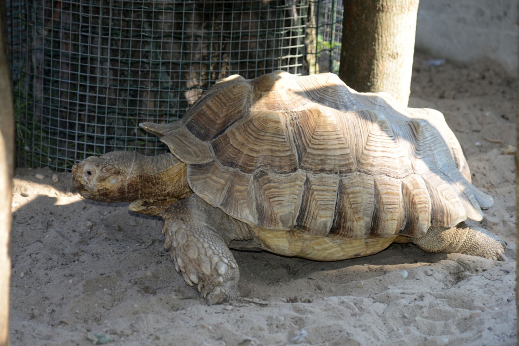 Rīgas Zooloģiskajā dārzā: Galapagu bruņrupučus svērs olimpiskais čempions