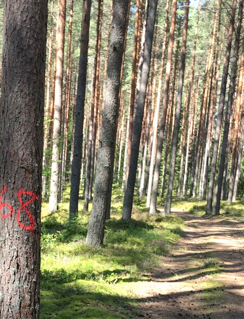 Jaungulbenes rīcības grupa - par īpašuma “Sils” pārdošanu un paredzēto diskusiju