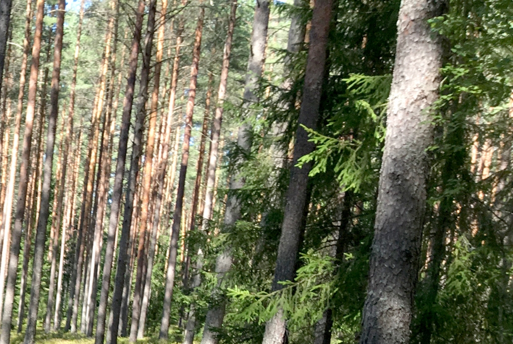 Rīt Gulbenes novada domē būs saruna par Jaungulbenes “Silu”