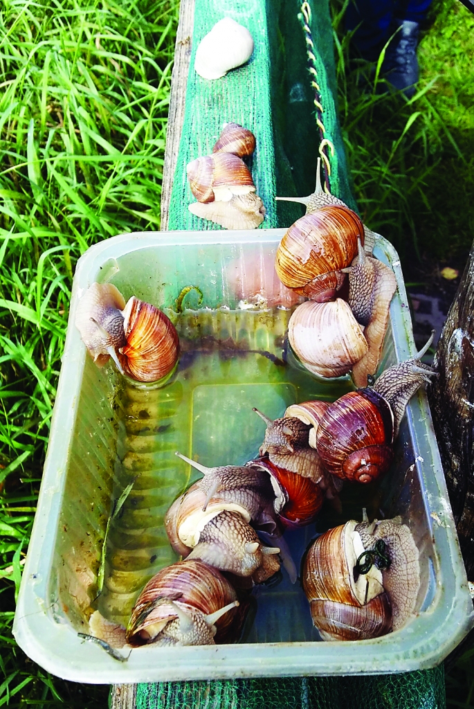 Nepaklausīgie vīngliemeži