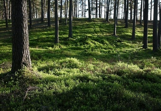 LVM: Pagaidām nav liecību par meteoroloģiskā rudens atkāpšanos Latvijā
