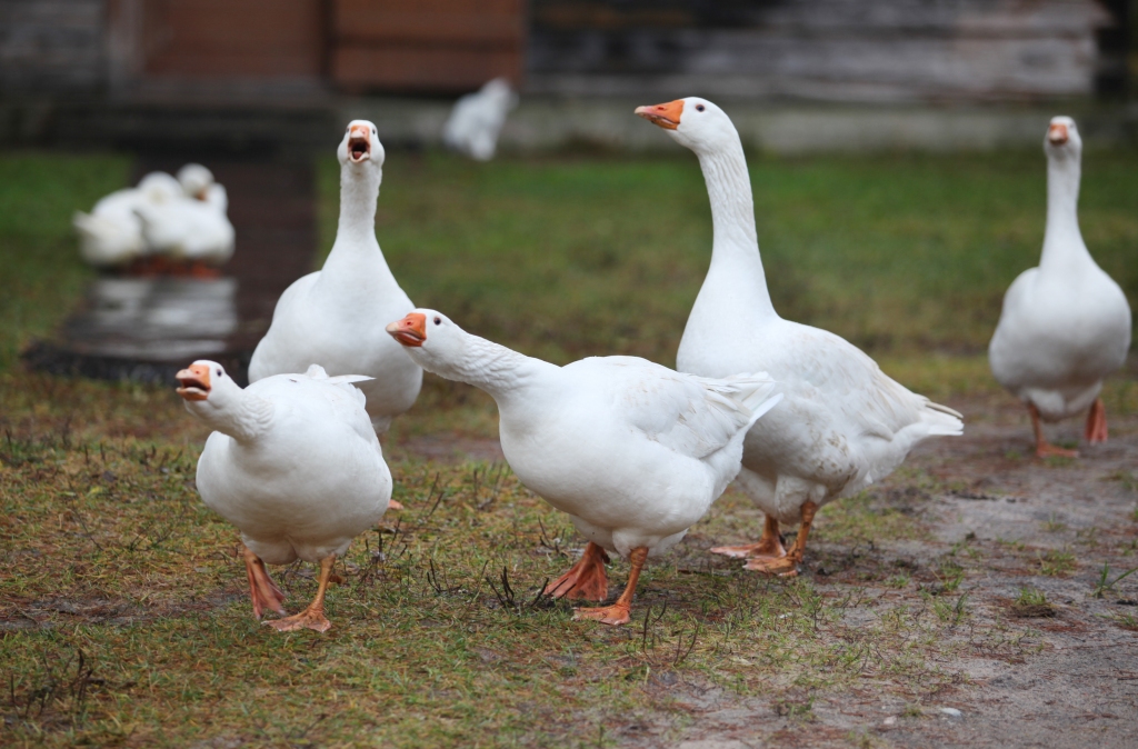 Mudina ievērot biodrošību mājputnu novietnēs