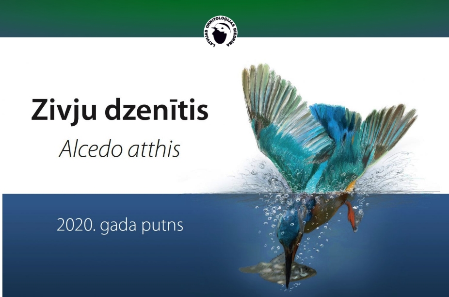 Aicina piedalīties "Gada putna" zīmējumu konkursā “Zivju dzenītis” 