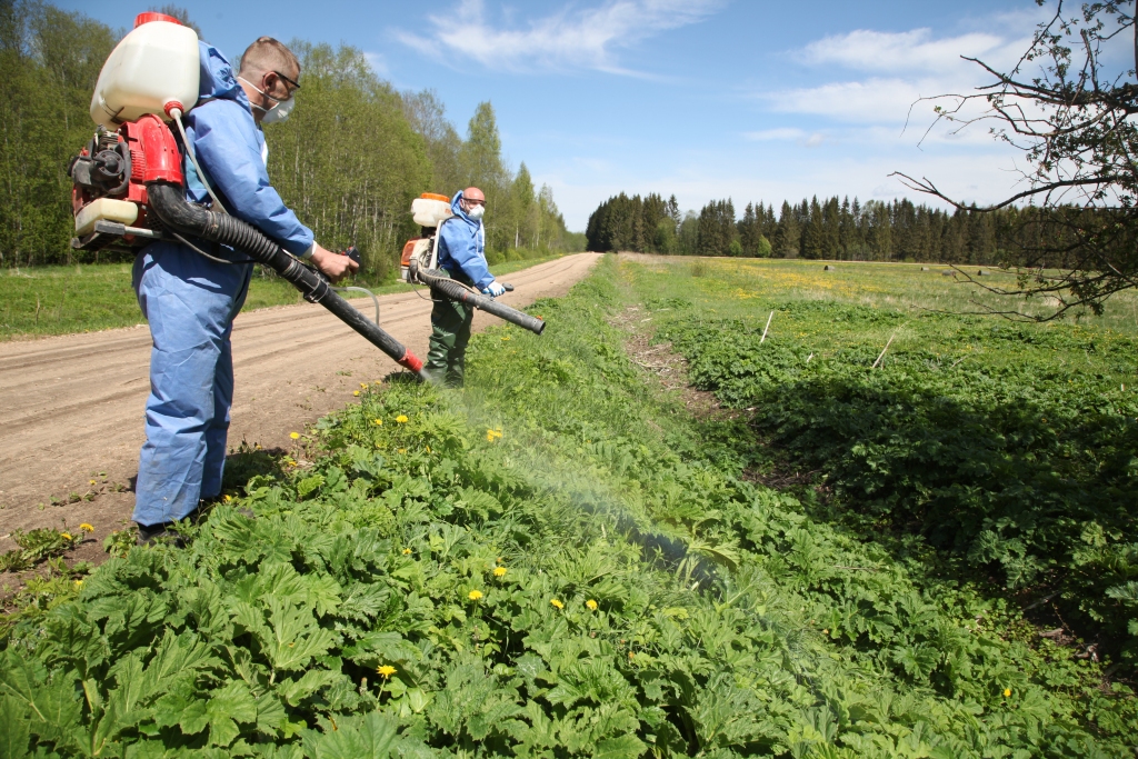 Plāno pabeigt latvāņu miglošanu pašvaldībai piederošajos īpašumos