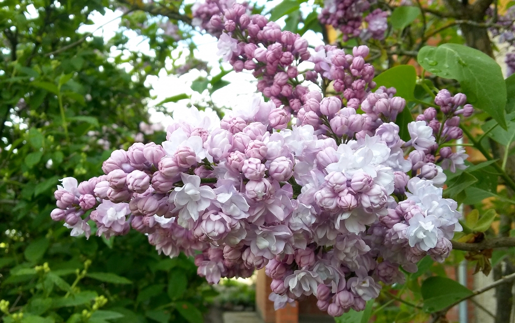 Gulbene ceriņu reibonī