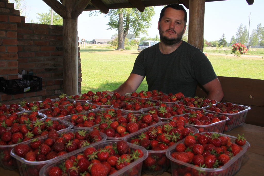 Strauji ienākas zemeņu raža