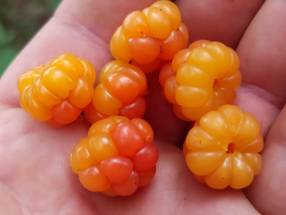 Noslēpumainās purva ogas