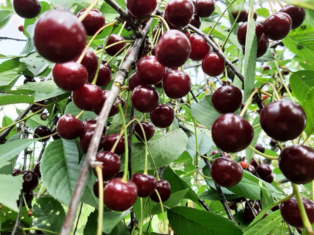 Gulbenieši meklē veidus, kā dārzos atbaidīt putnus