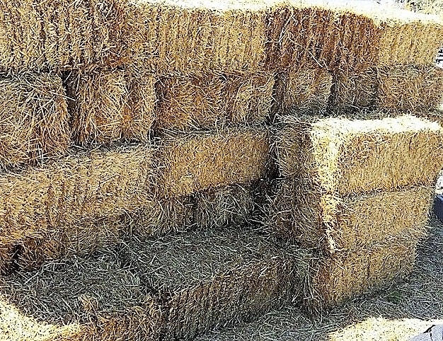 Salmu vīrs