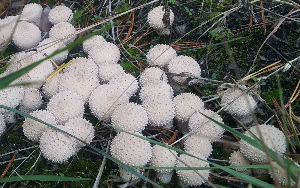 Fotokonkurss “Sēņu trakums” noslēdzies 