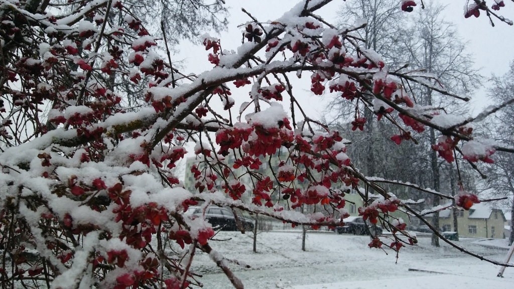 Gulbenē snieg (20.novembris)