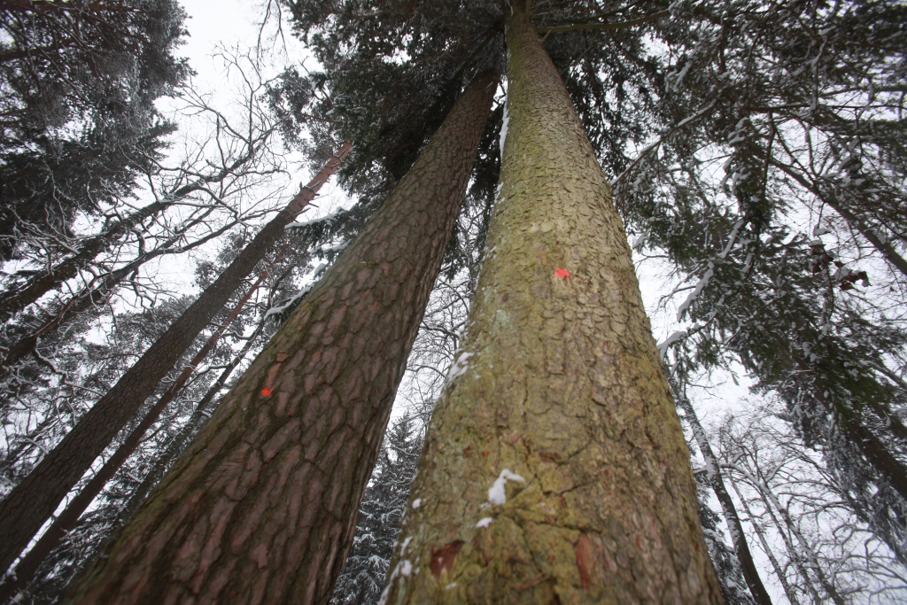 Spārītes un Emzes parkā ar krāsu iezīmēti desmitiem koku