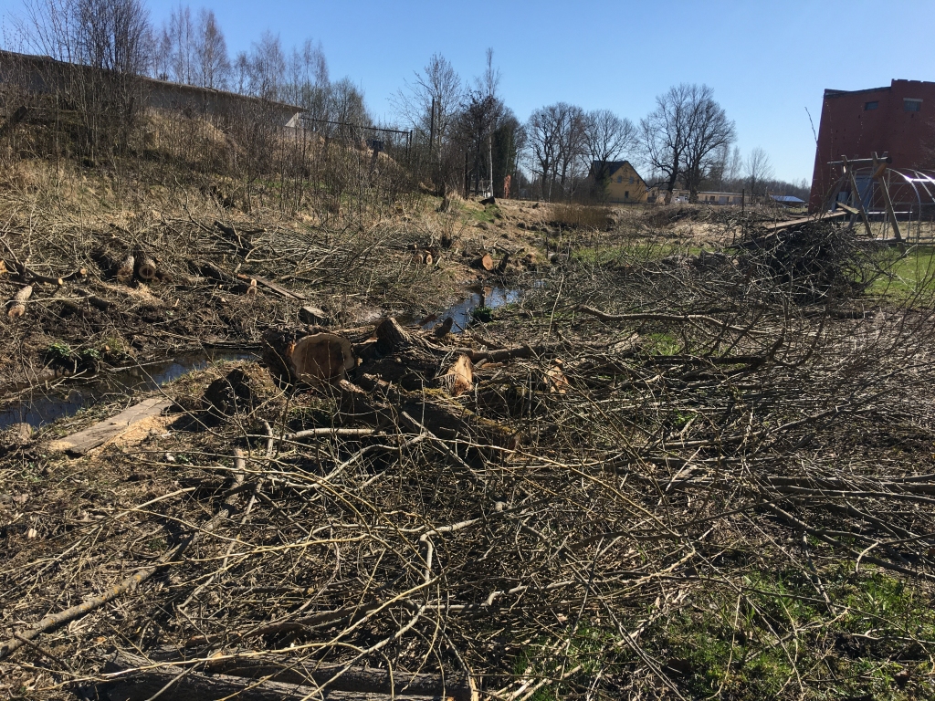 Gulbenietei žēl dzīvesvietas tuvumā nozāģēto vītolu
