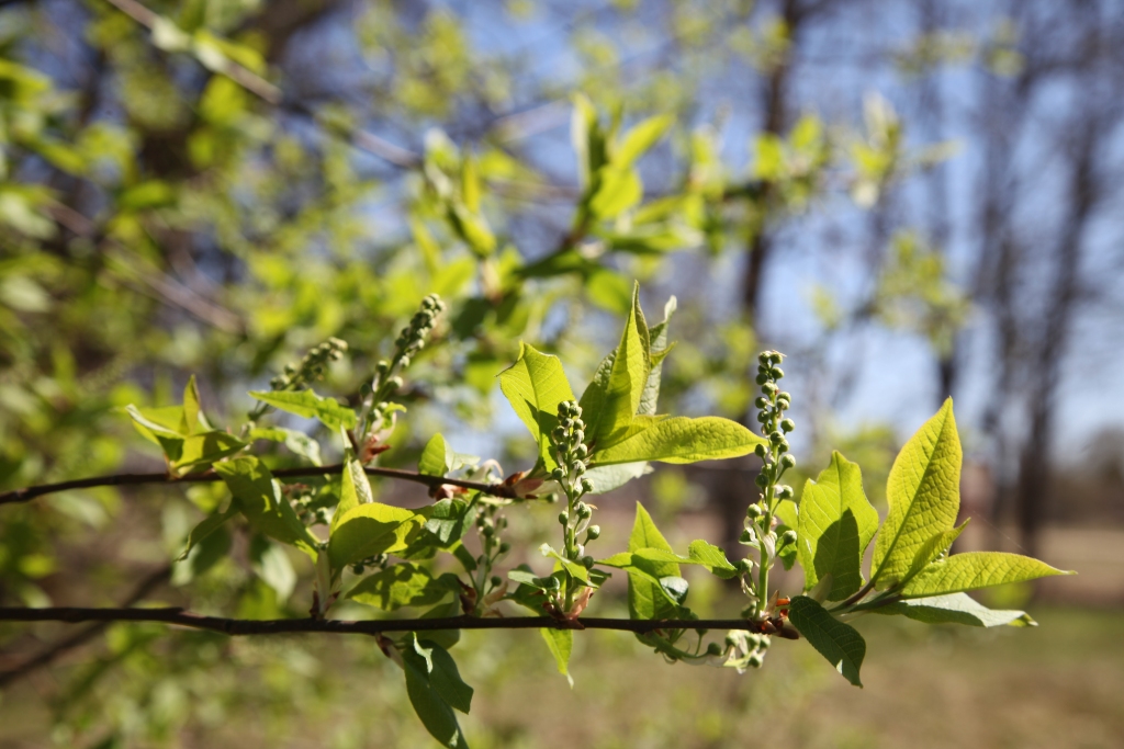 Visticamāk, būs skandināvu vasara