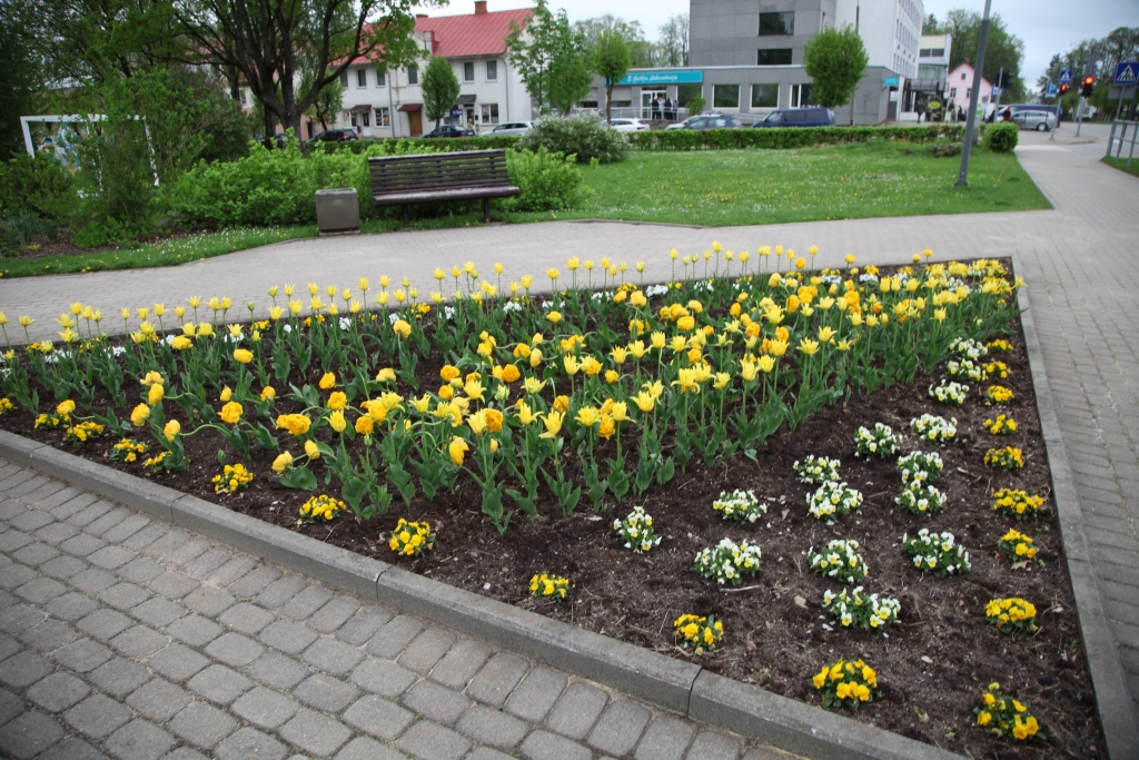 Gulbene plaukst ziedos