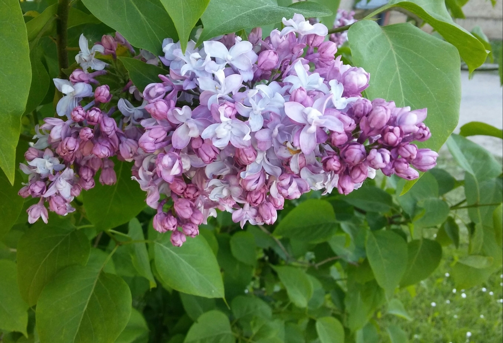 Latvijā iestājusies meteoroloģiskā vasara