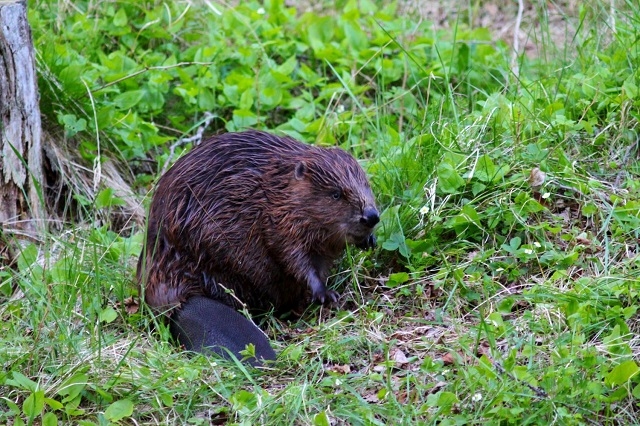 Bebri ietekmē vairāk nekā pusi Latvijas upju