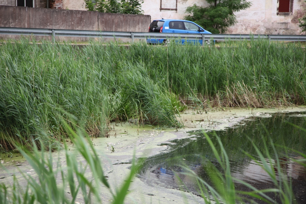 Iemesls beigtajām zivīm – skābekļa bads